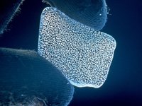 icecorebubbles1.jpg